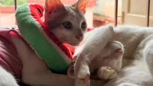 Murph and Mimi, a bonded cat pair for adoption