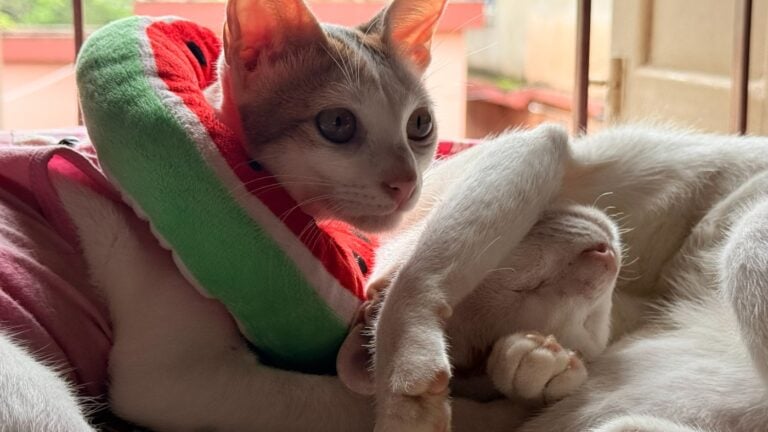 Murph and Mimi, a bonded cat pair for adoption, adoptable cat in Kolkata