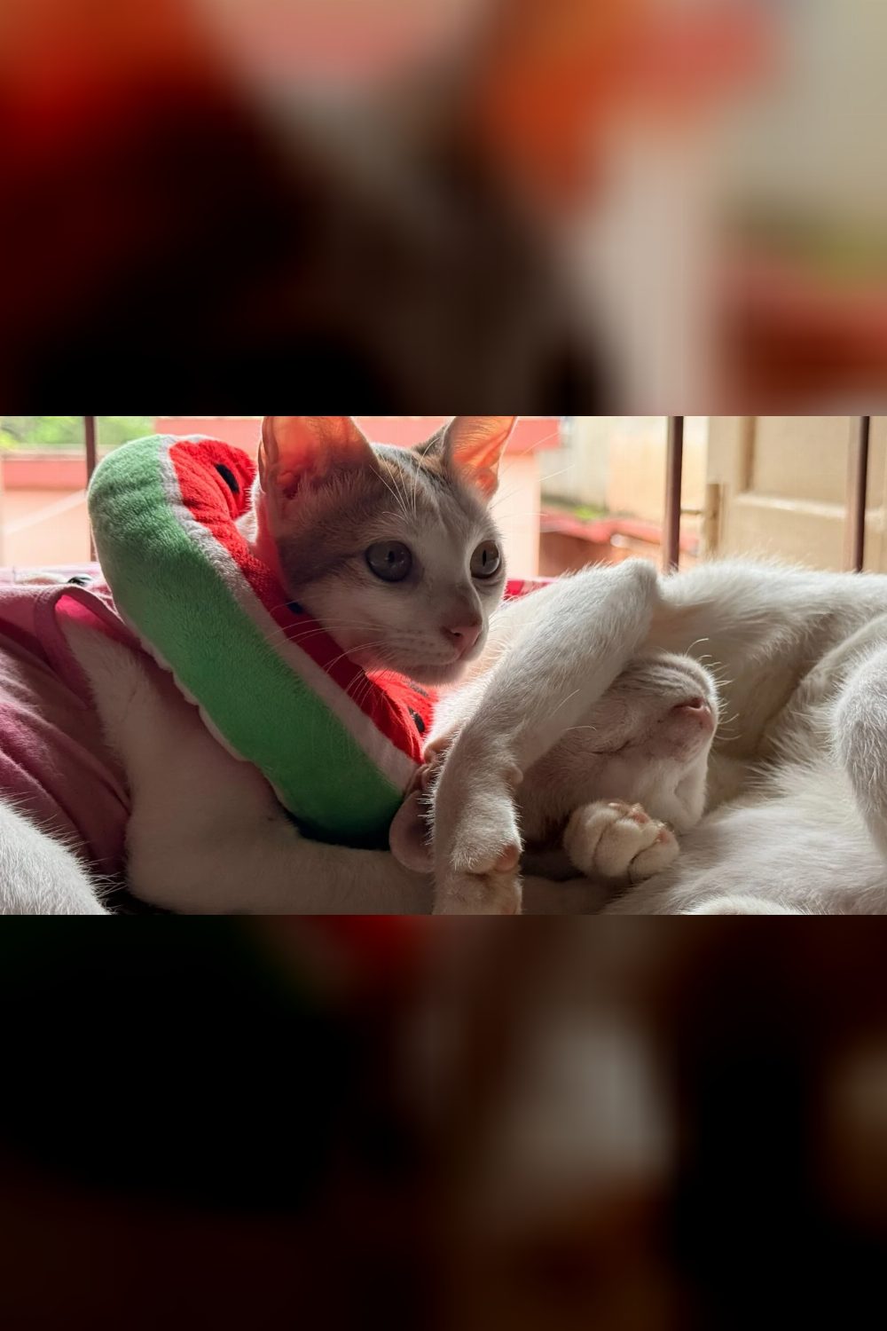 Murph and Mimi, a bonded cat pair for adoption — Kolkata