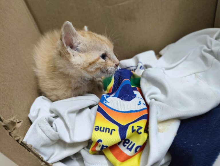 An injured 15-day-old kitten in Halasuru needs a home fast, adoptable cat in Bengaluru
