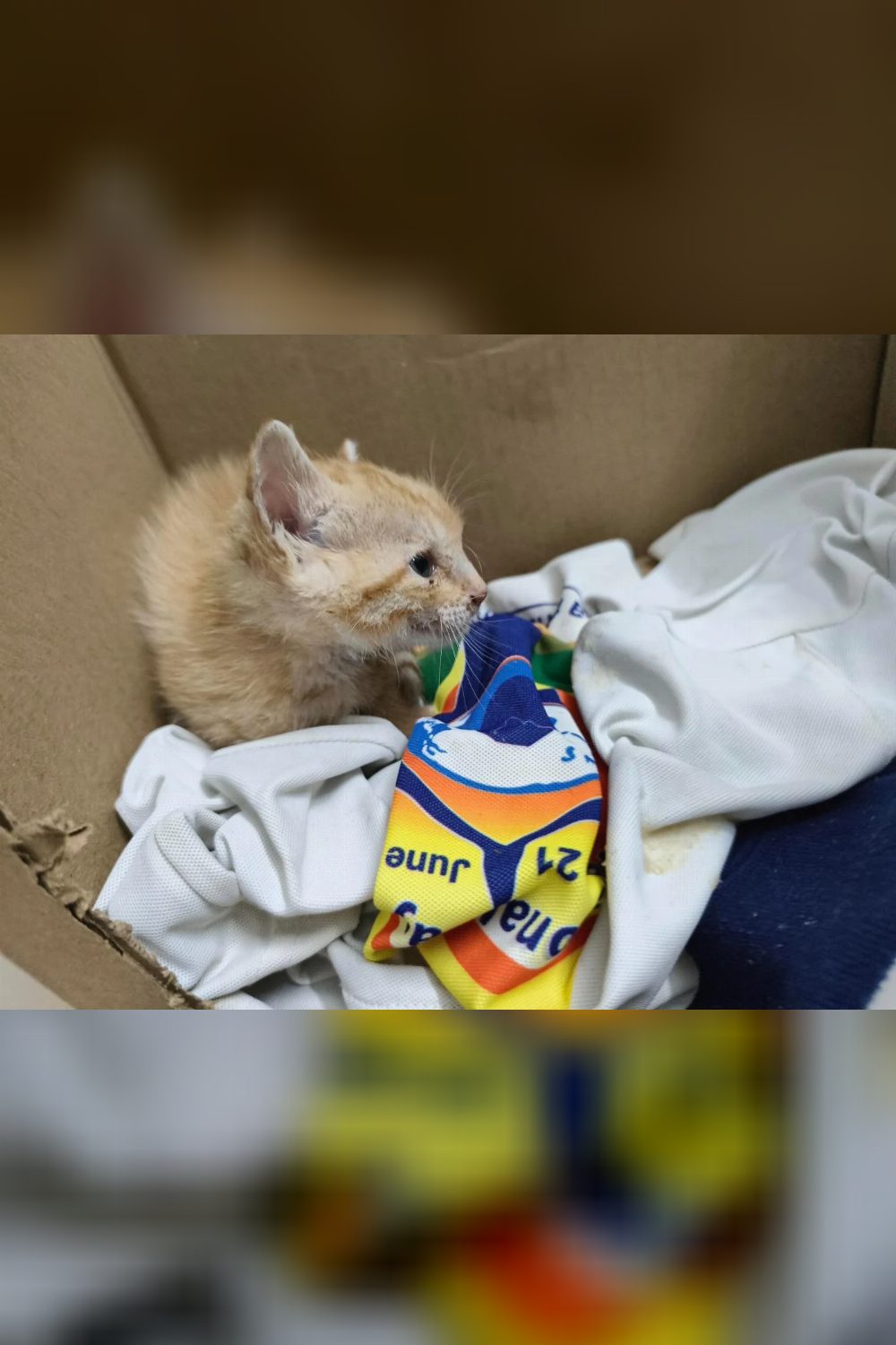 An injured 15-day-old kitten in Halasuru needs a home fast — Bengaluru