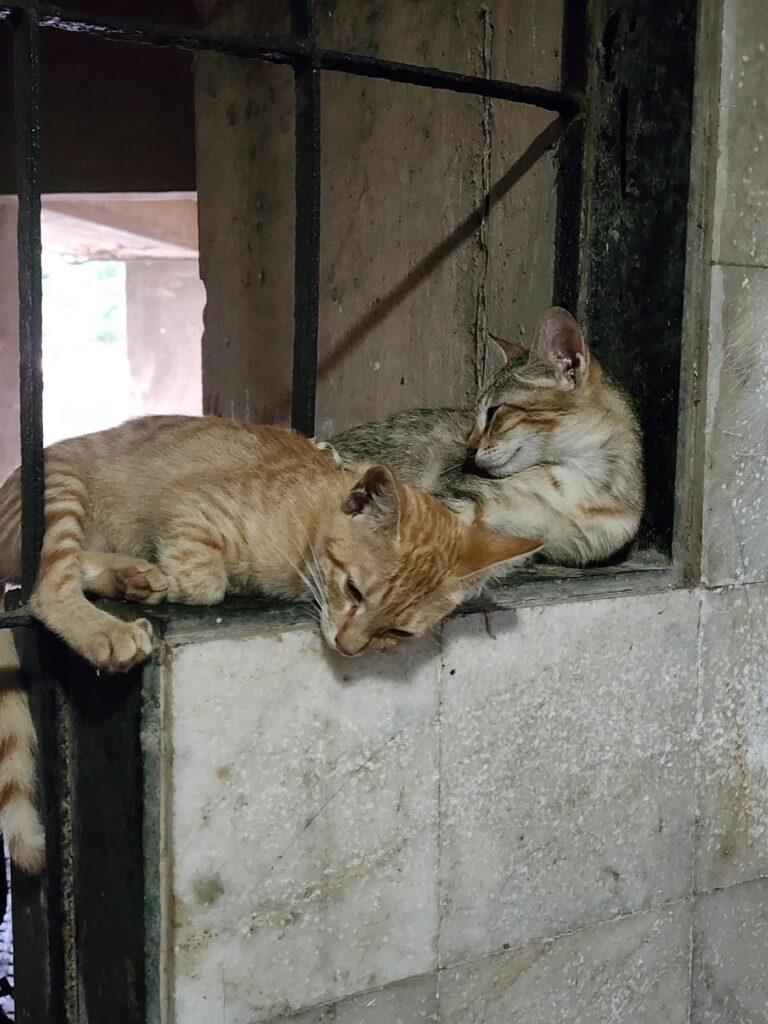 Bonded pair of kittens for adoption in Mumbai