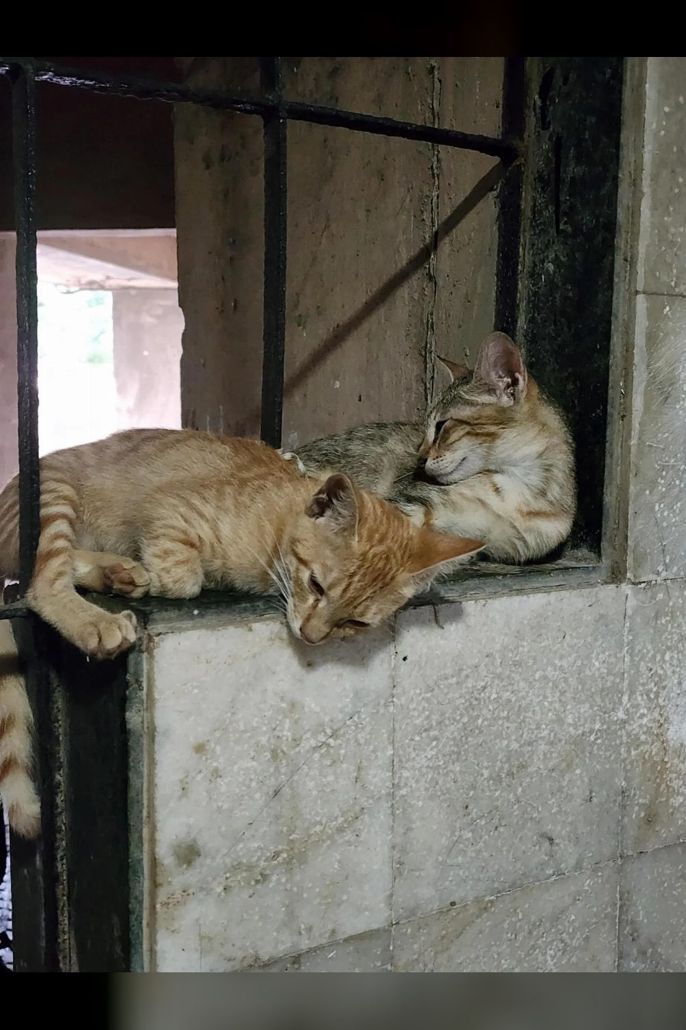 Bonded Pair of Kittens for Adoption — Mumbai