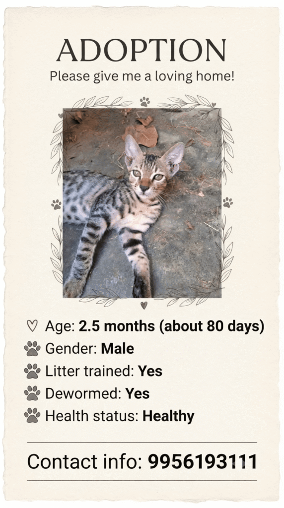 Four twelve-week-old rescued kittens up for pair adoption in Lucknow