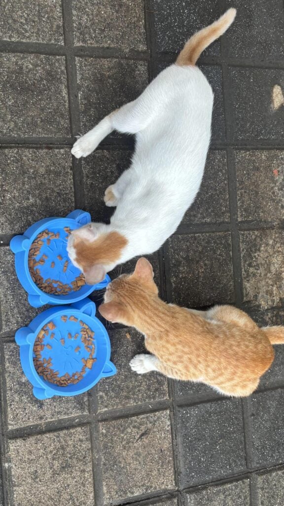 A white and ginger cat and a ginger tabby eating side by side from two blue bowls on the paving of a Goregaon housing society