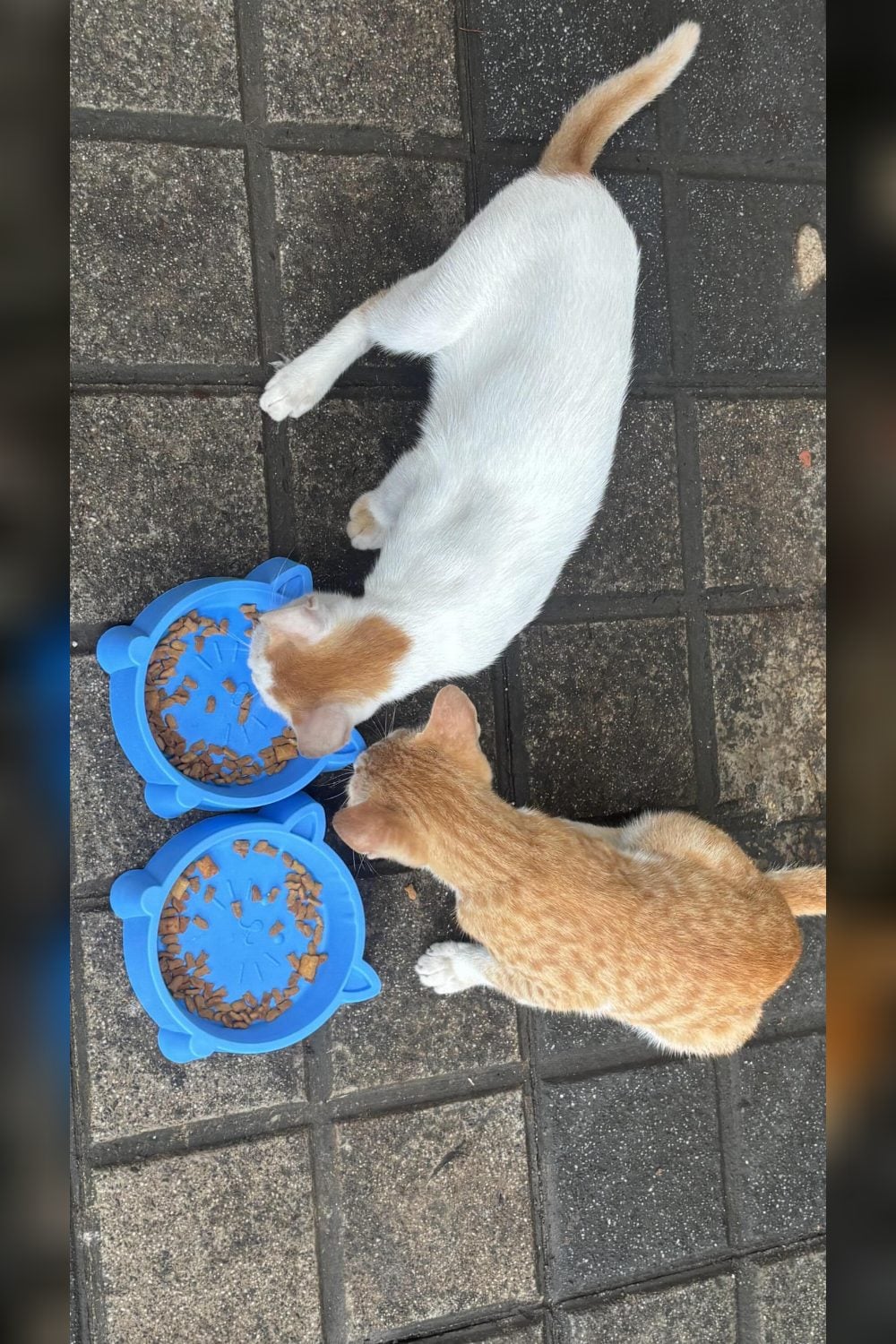 Two playful street tomcats in Goregaon West need a home — Mumbai