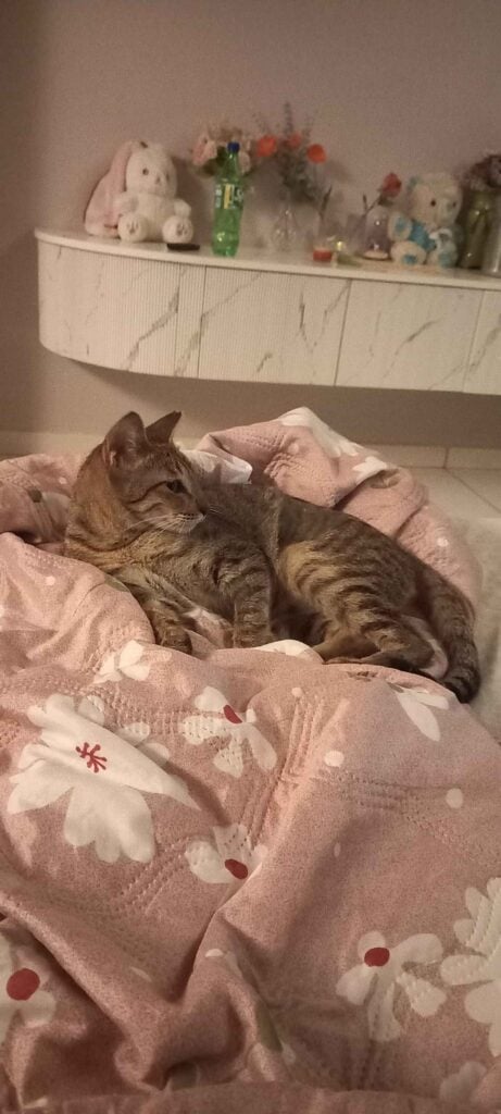 Jagger, a ginger and white cat, lying on a bed in Mumbai after recovering from her injuries