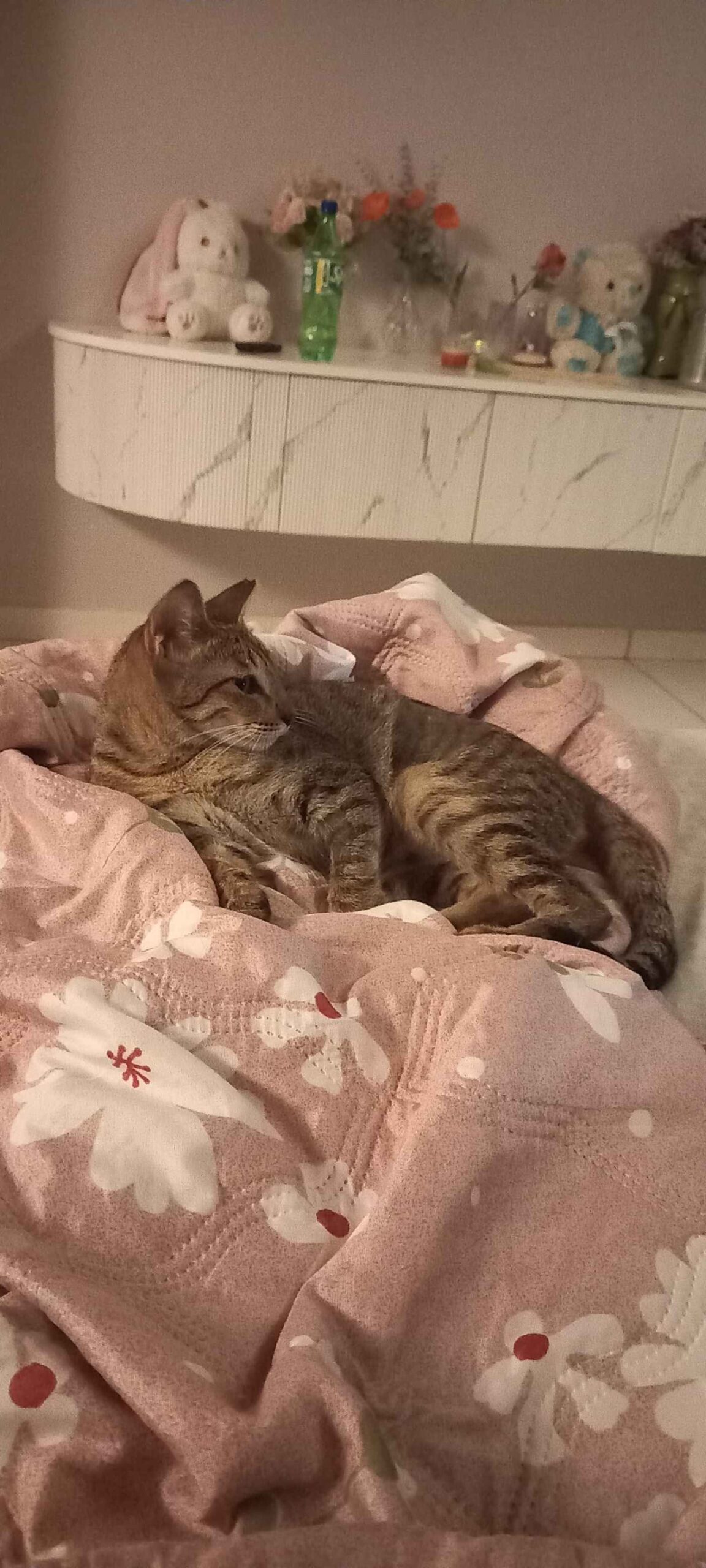 Adopt Mew Jagger, a kitten who survived abuse and poisoning — Mumbai