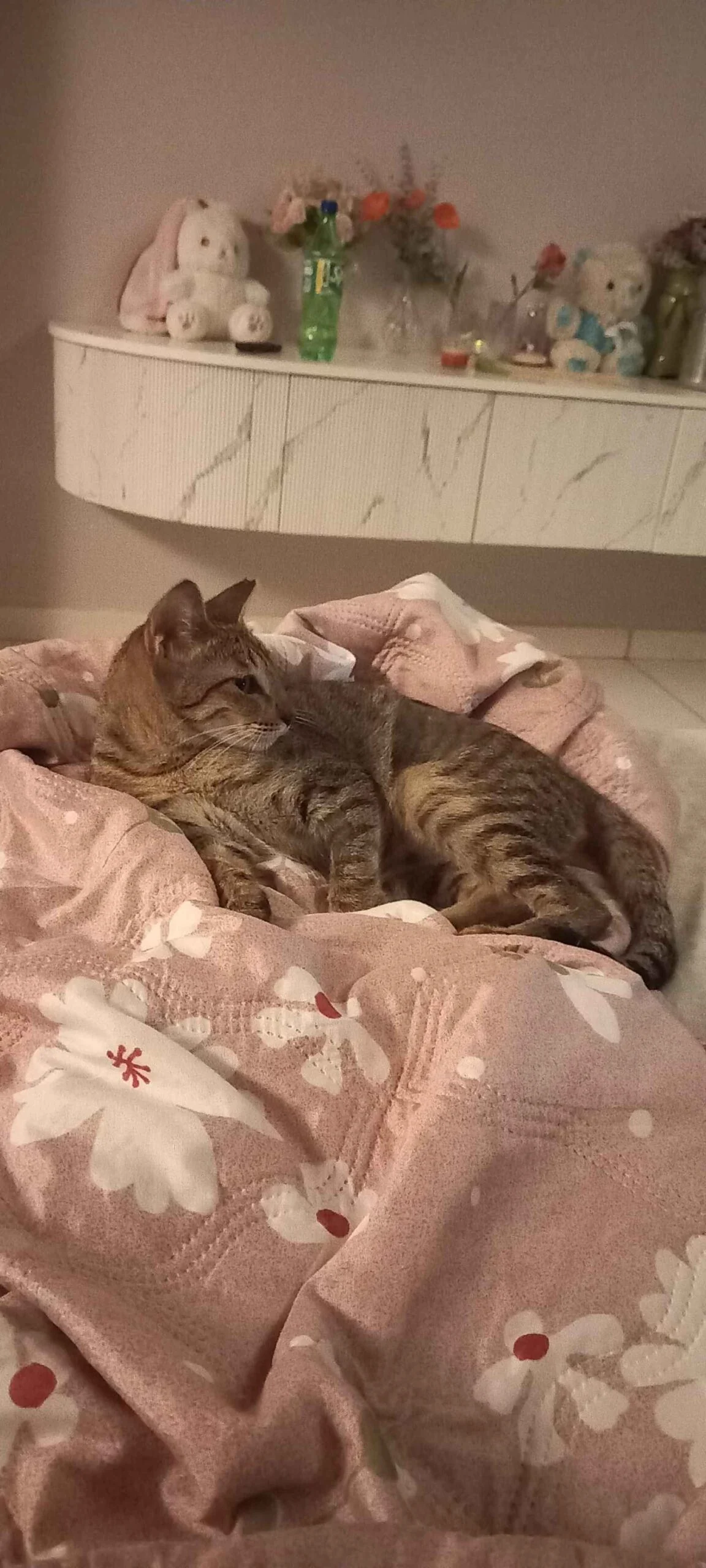 Adopt Mew Jagger, a kitten who survived abuse and poisoning in Mumbai