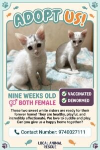 Kittens for adoption