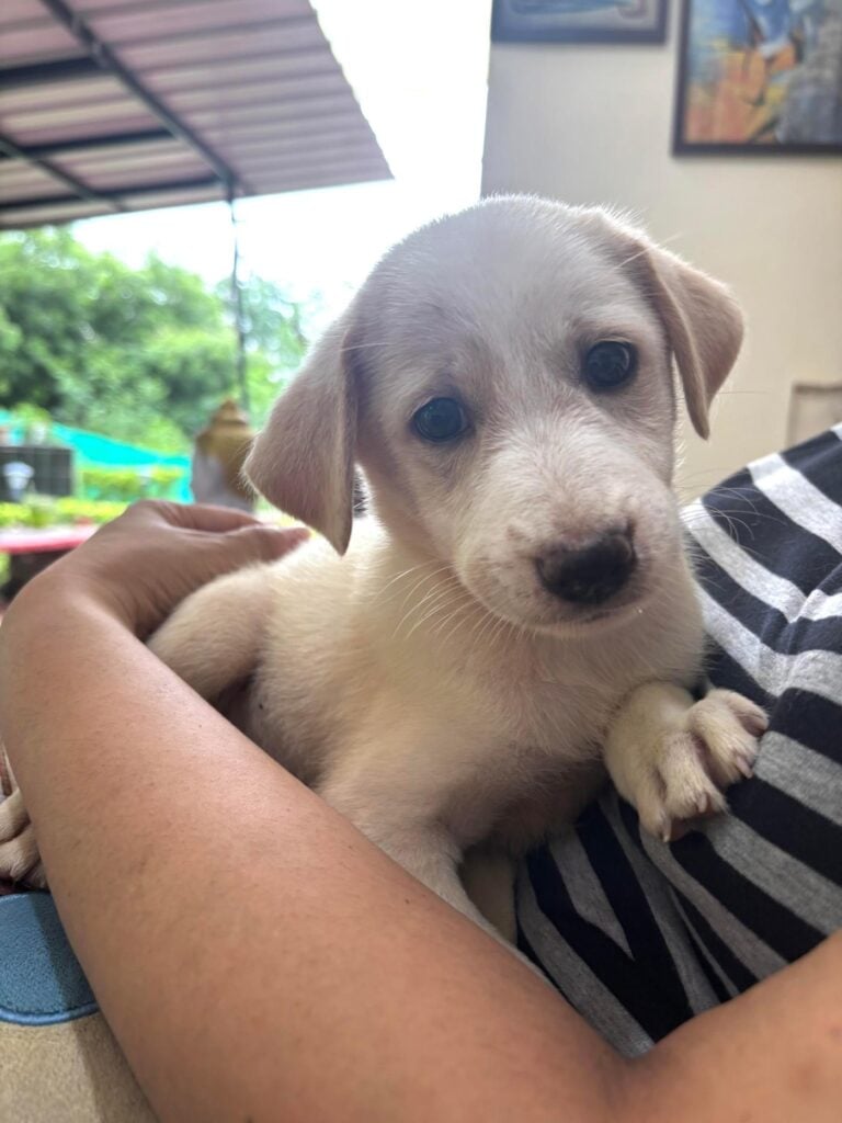 A vaccinated, dewormed puppy in Jhansi is looking for a home again, adoptable dog in Jhansi