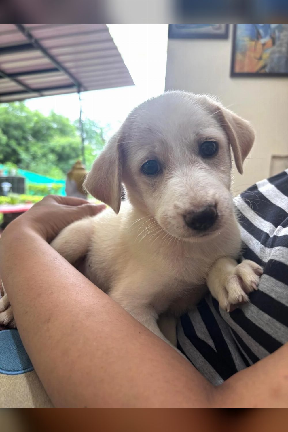A vaccinated, dewormed puppy in Jhansi is looking for a home again