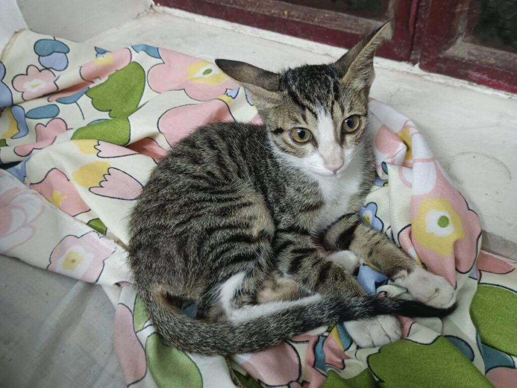 A young tabby cat lying on a floral bedsheet, rescued from a dog chase and looking for a home