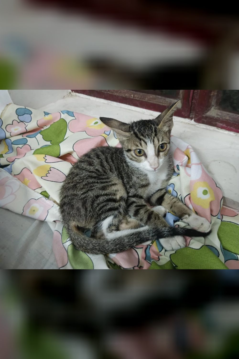 A young tabby pulled out of a dog chase needs a home — Prayagraj