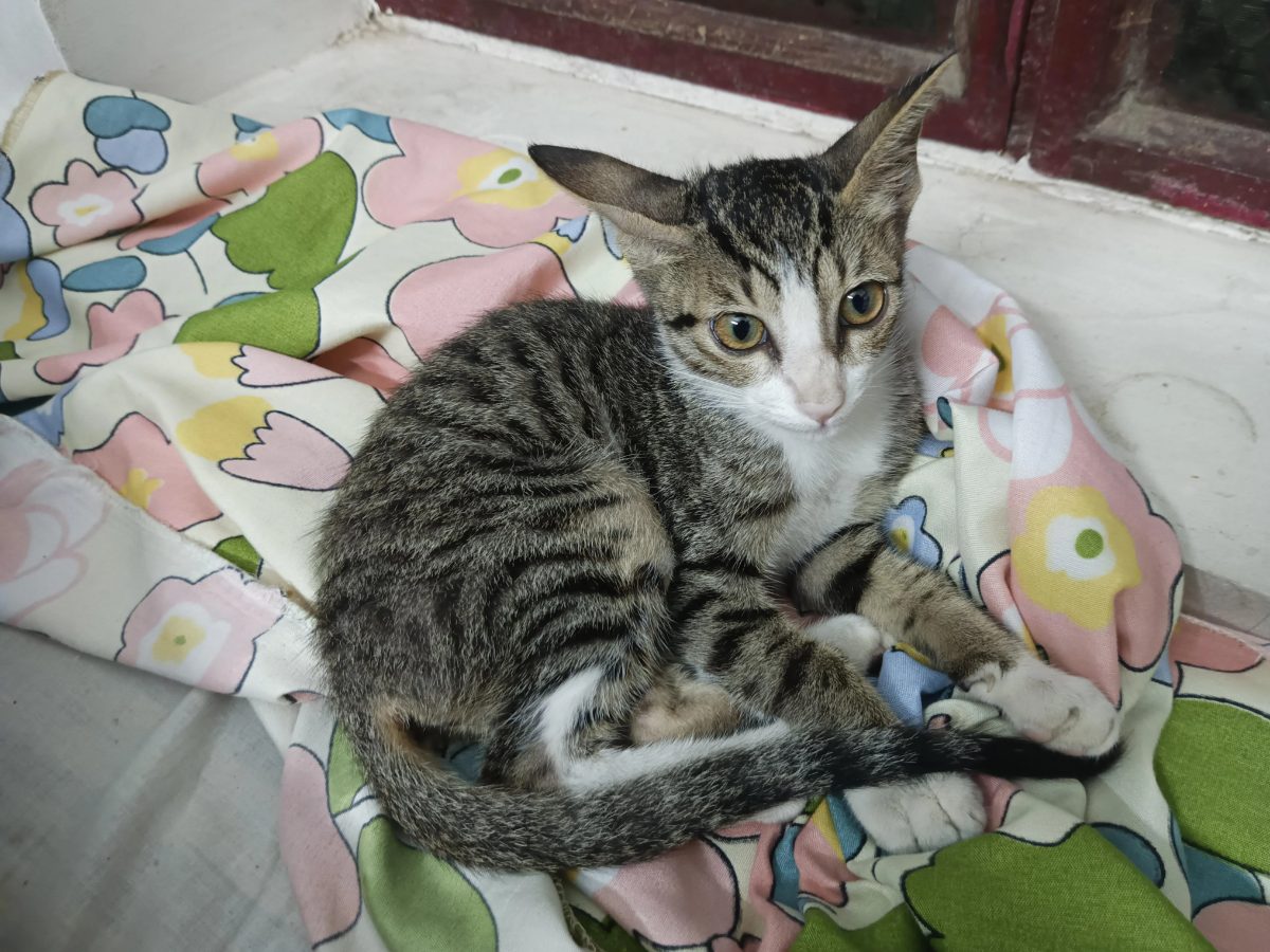 A young tabby cat lying on a floral bedsheet, rescued from a dog chase and looking for a home