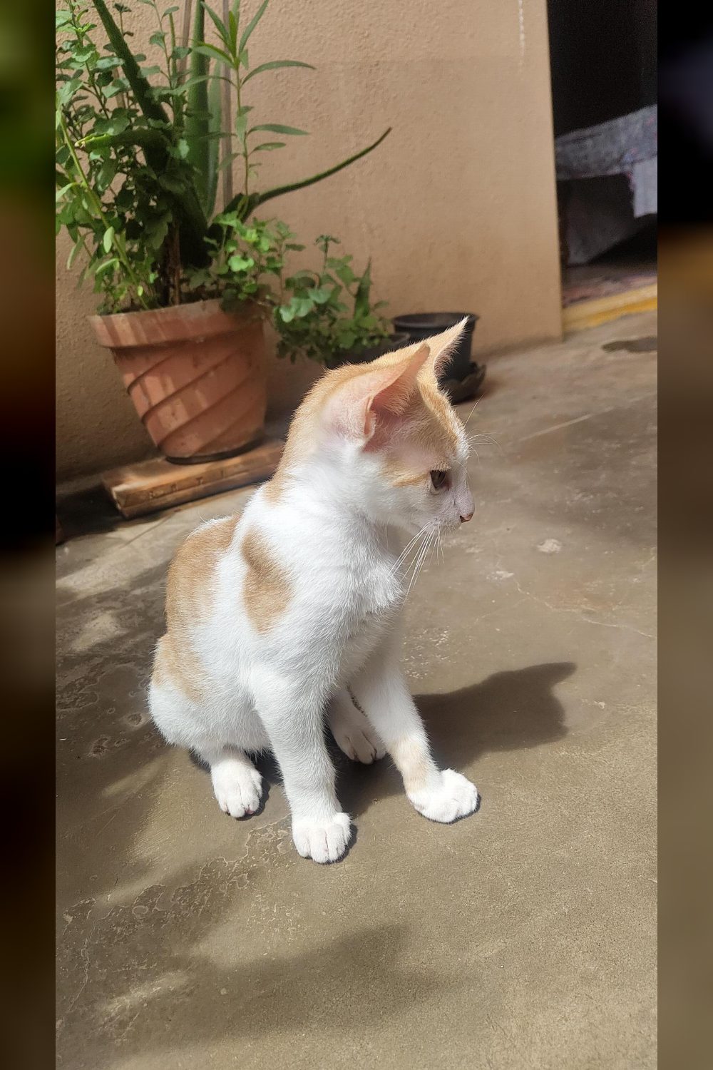 Luca keeps getting out, and the building is the problem — Bengaluru