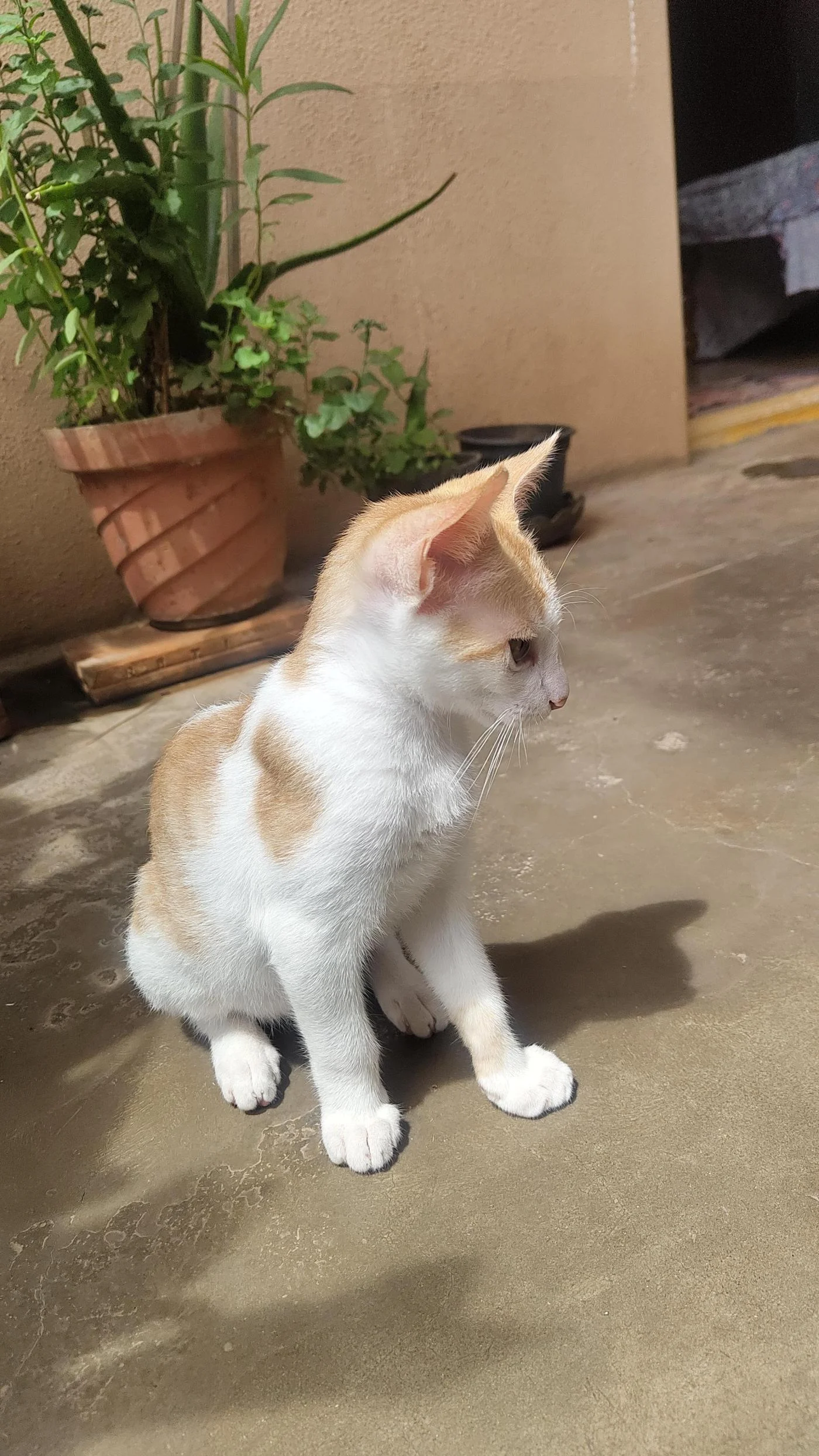 Luca keeps getting out, and the building is the problem in Bengaluru