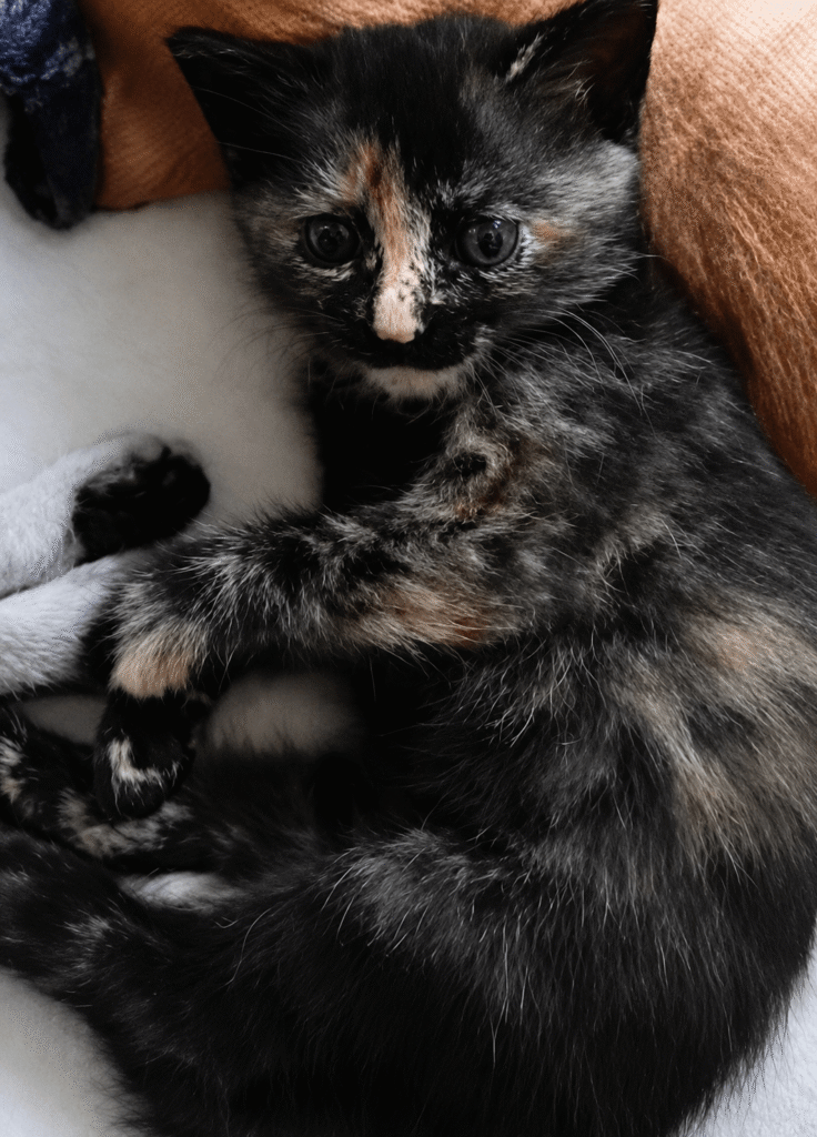 Semi-Persian kitten with a brown and cream coat, up for adoption