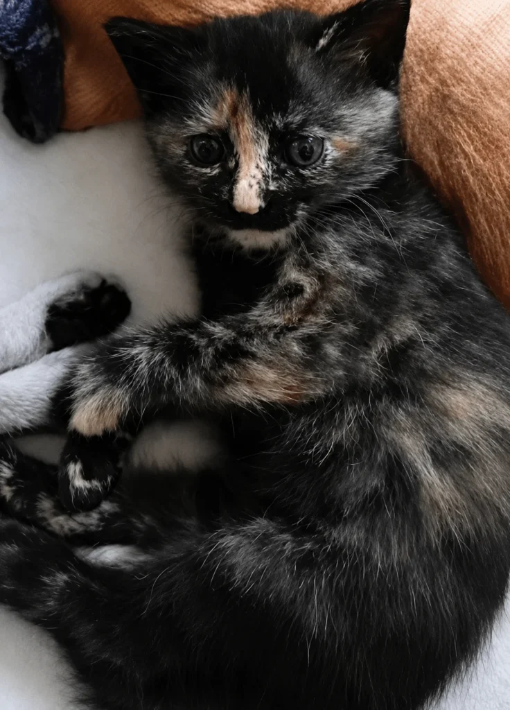 Semi-Persian kitten with a brown and cream coat, up for adoption
