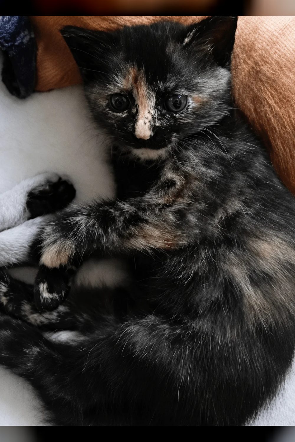 Adopt a 2.5-month-old semi-Persian kitten with a brown and cream coat — Hyderabad