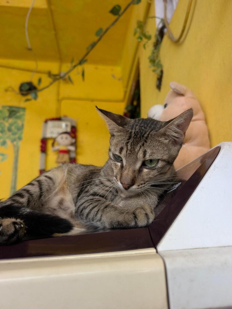 Adult tabby cat available for adoption in Chennai
