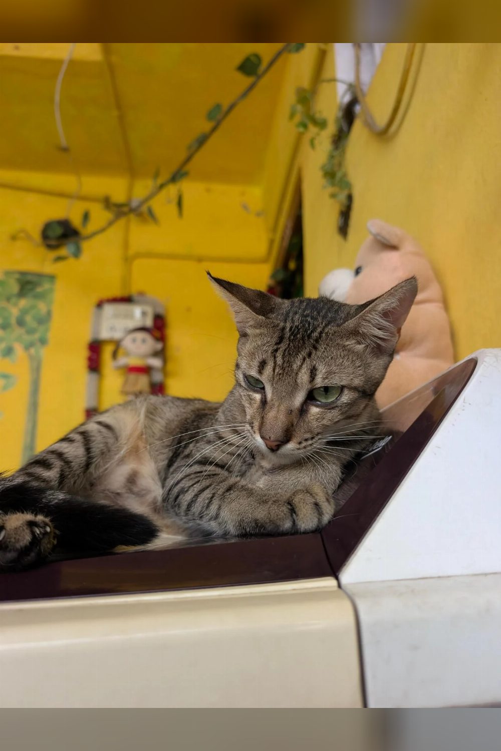 Friendly Adult Tabby Cat for Adoption — Chennai