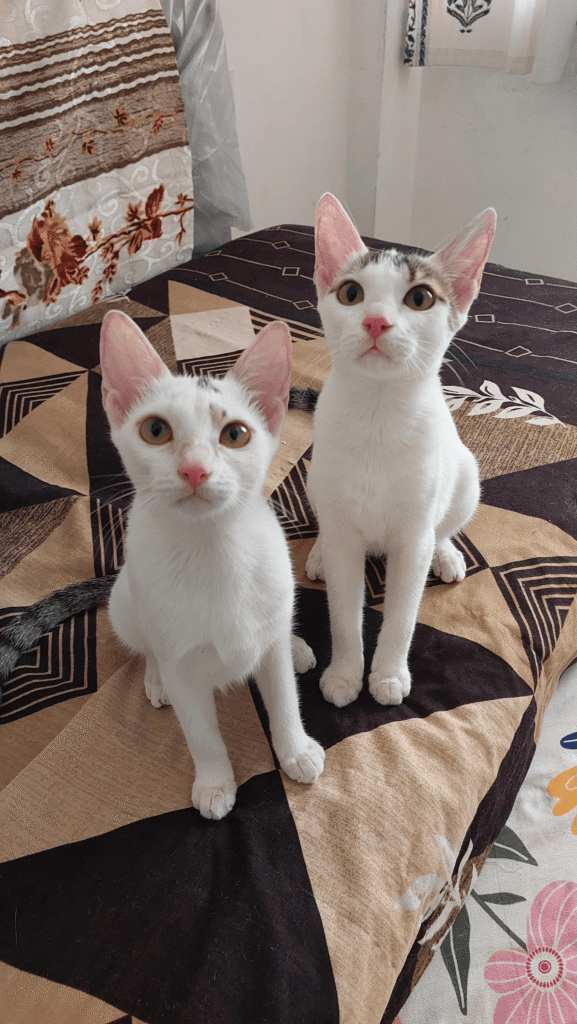 Mimi and Momo, two five-month-old sister kittens up for adoption in Thane