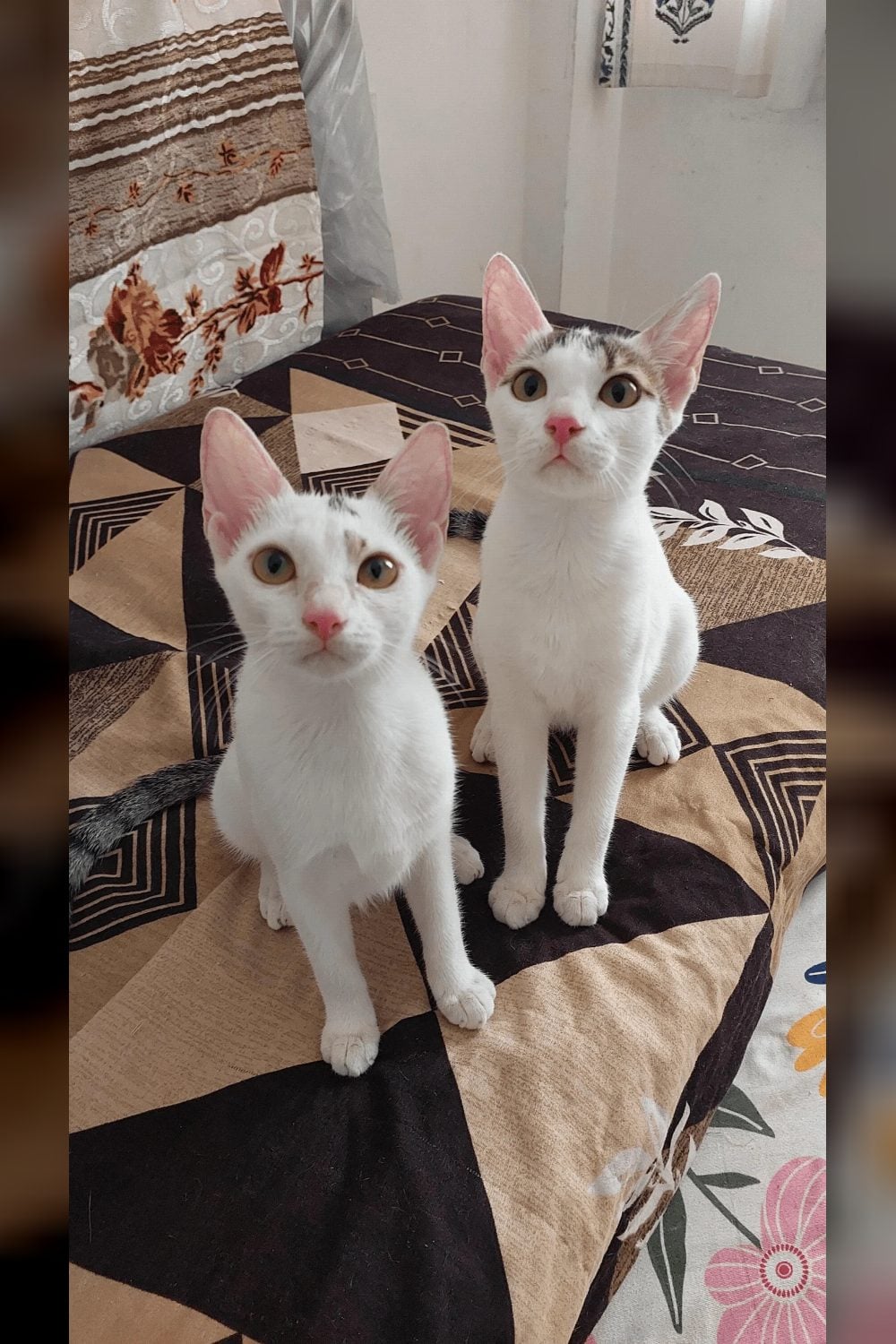 Mimi and Momo, 5-month-old sister kittens looking for one home — Thane