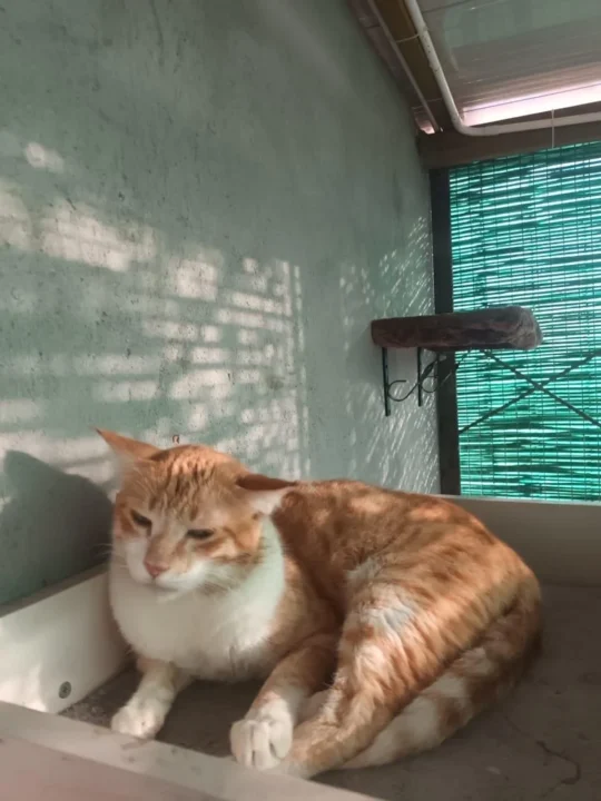 Give Ginny a forever home in Bengaluru