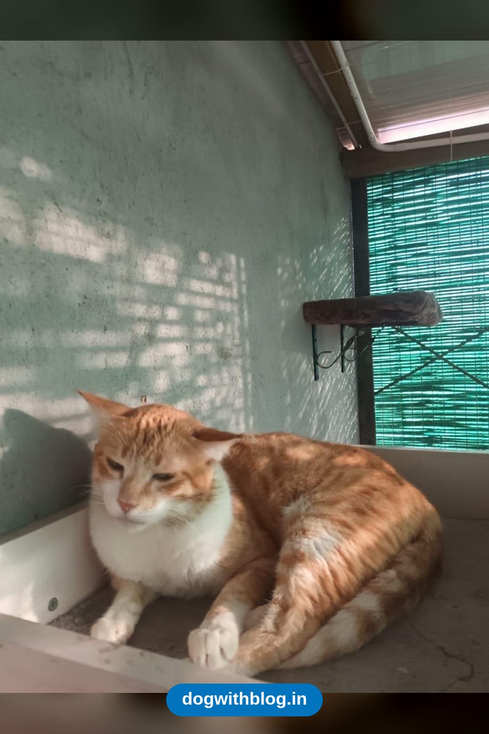Give Ginny a forever home — Bengaluru