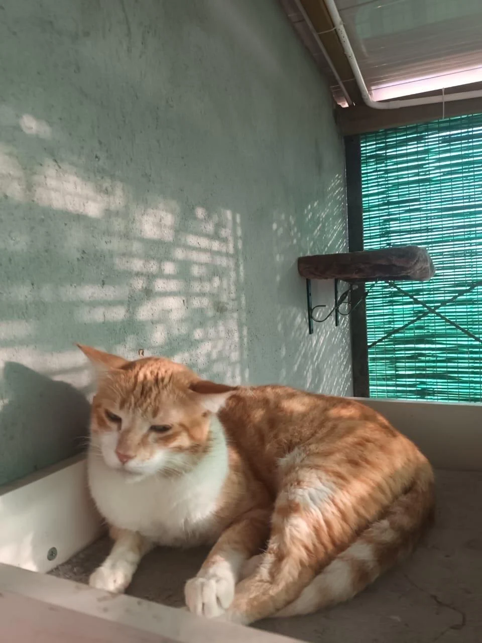 Give Ginny a forever home — Bengaluru