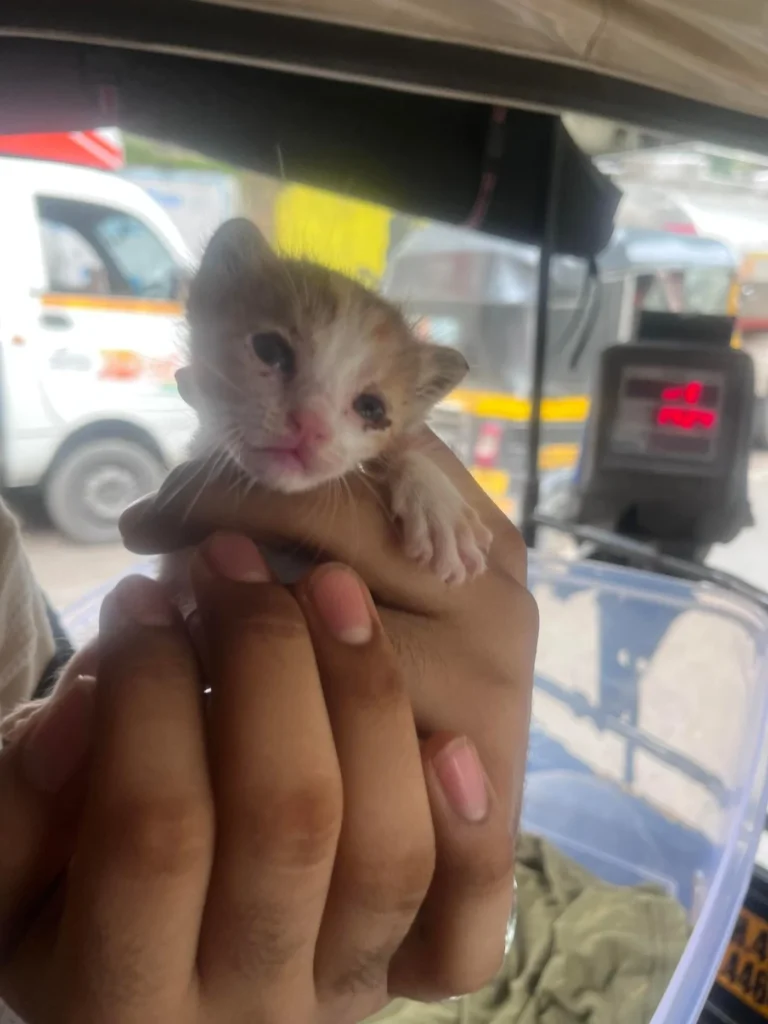 A tiny kitten with eyes barely open held in a hand inside an auto-rickshaw