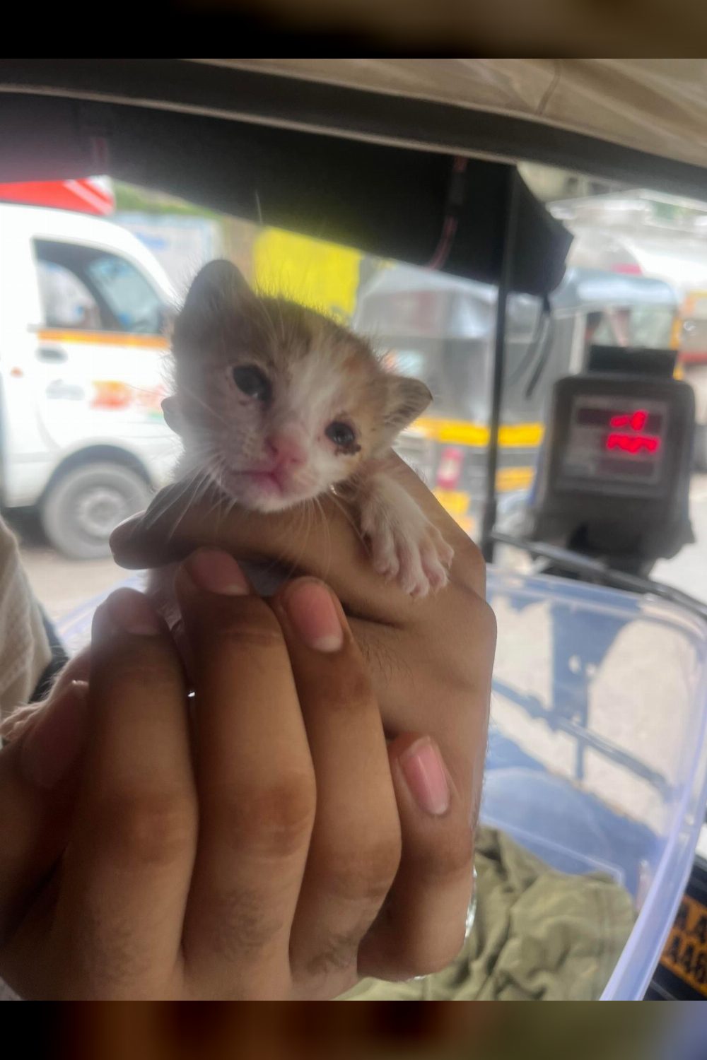 A Two- to Three-Week-Old Kitten Rescued Off the Street in Malad — Mumbai