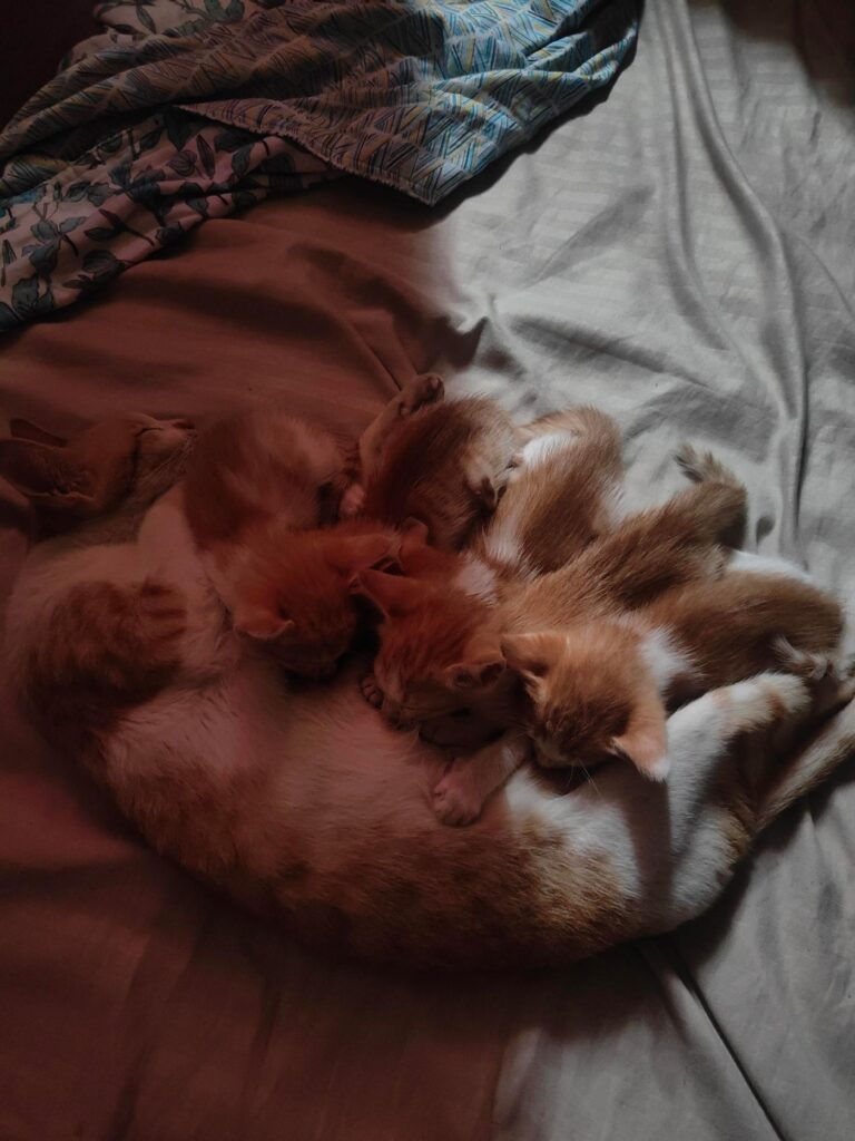 Seven-week-old kittens up for adoption in Kondapur, Hyderabad