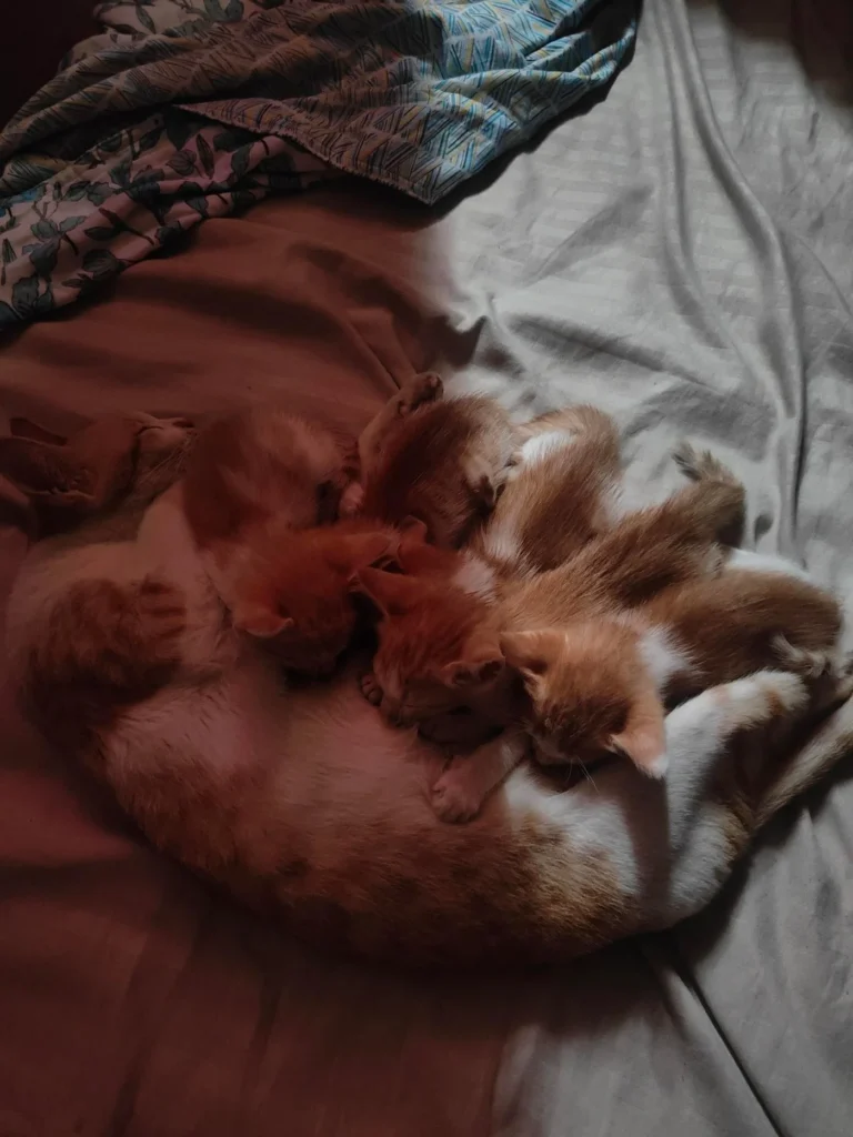 Seven-week-old kittens up for adoption in Kondapur, Hyderabad