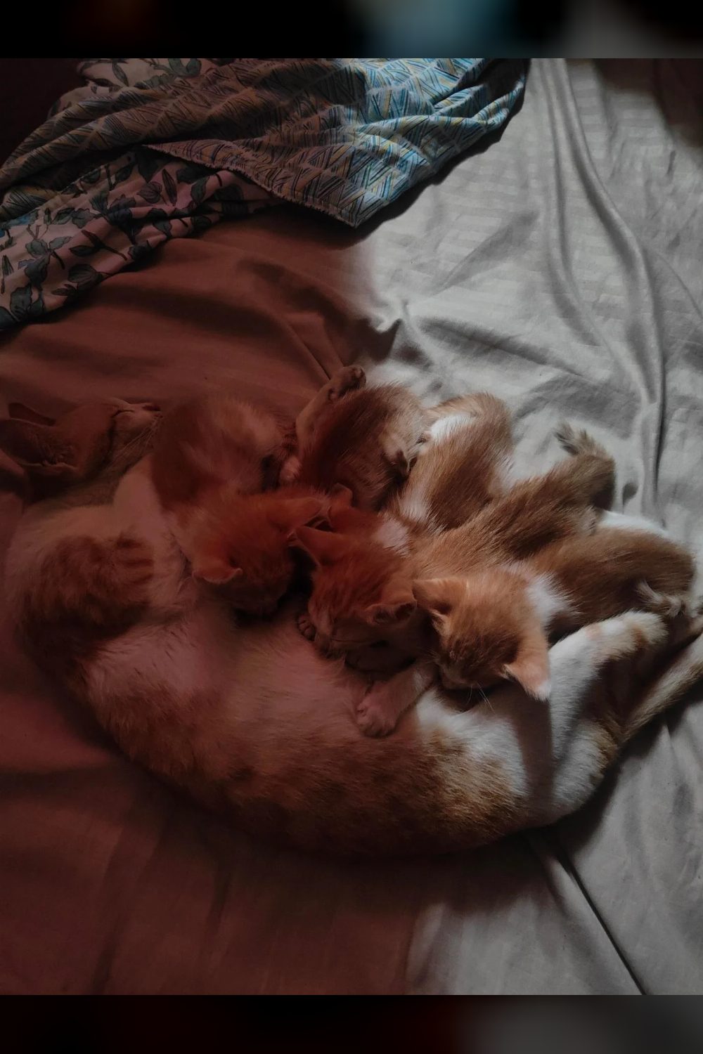 Four seven-week-old kittens in Kondapur need homes — Hyderabad