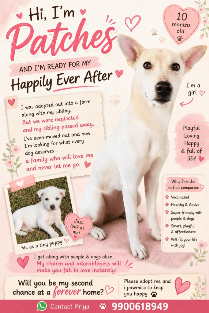 Patches, a cream-and-white Indie dog with tan ears, sitting on a pink surface in Bengaluru