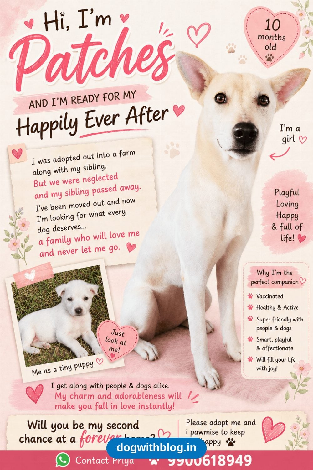 Patches, a Ten-Month-Old Dog Let Down Once, Wants a Real Home — Bengaluru