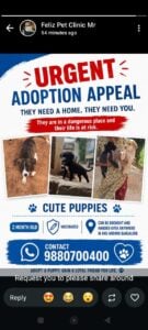 Two-month-old vaccinated puppies for adoption