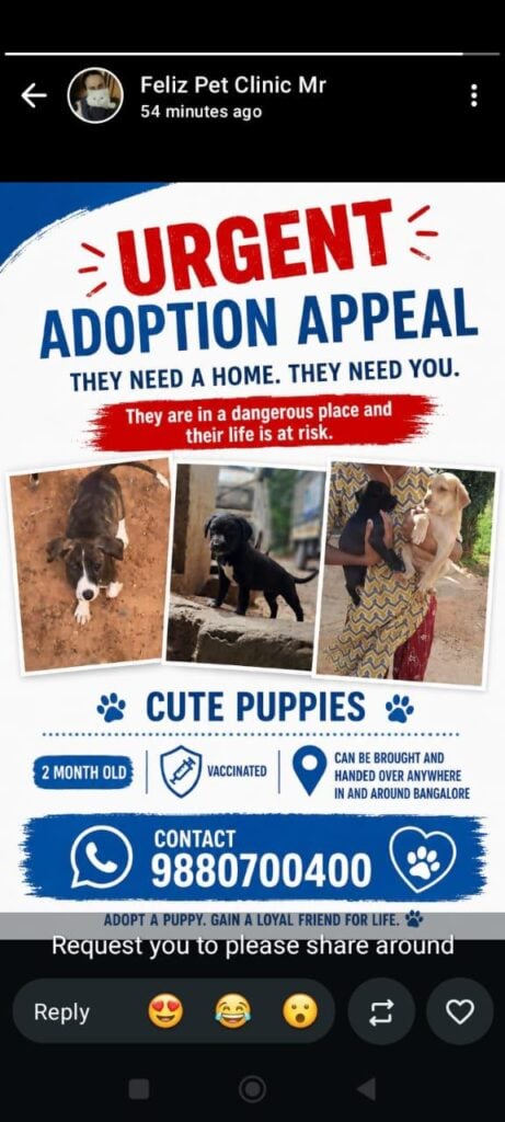 One of a litter of two-month-old vaccinated puppies up for urgent adoption in Bangalore