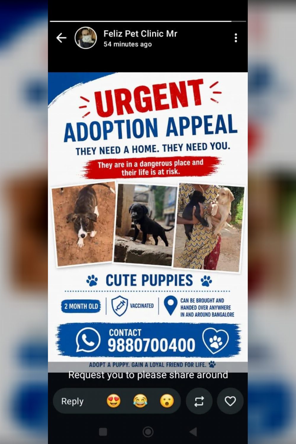 Two-month-old vaccinated puppies for adoption — Bengaluru