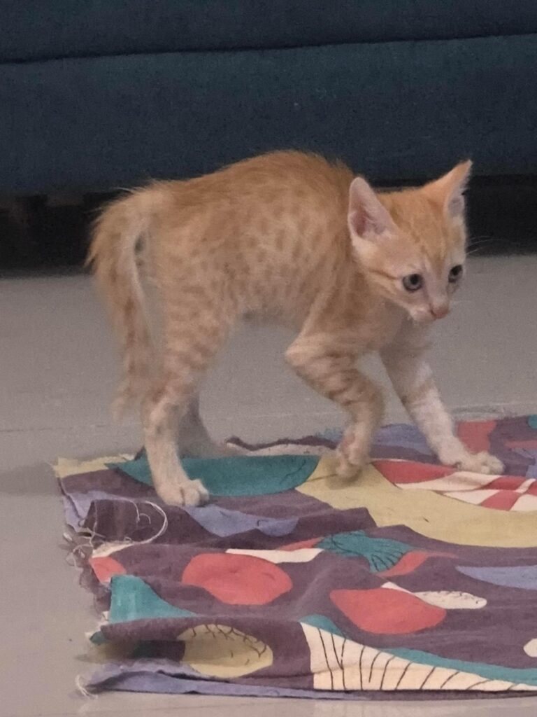 An orange tabby kitten walking across a patterned mat indoors
