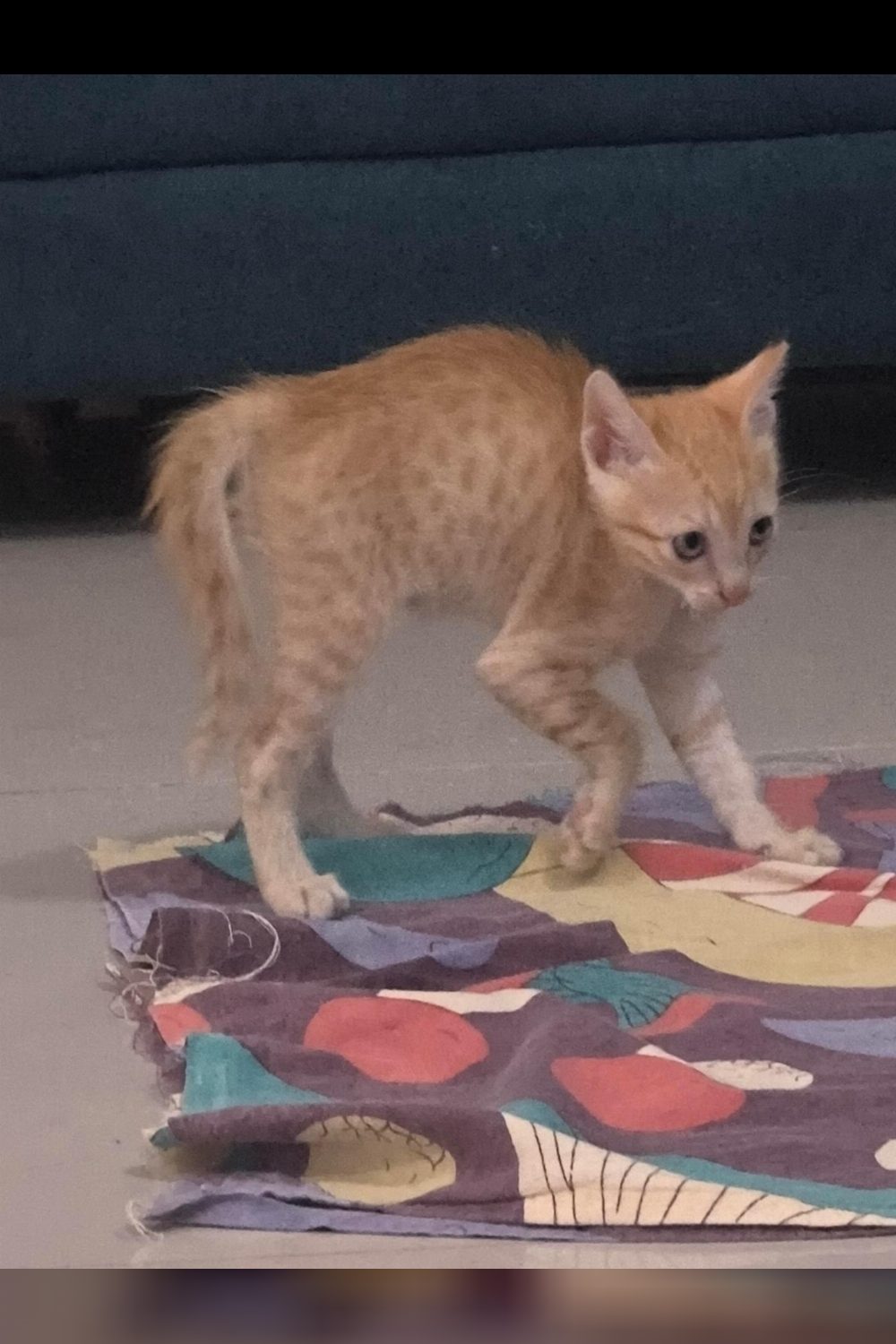 Santra and Mirchi, a Two-Month-Old Kitten Pair Rescued From Rubble — Pune