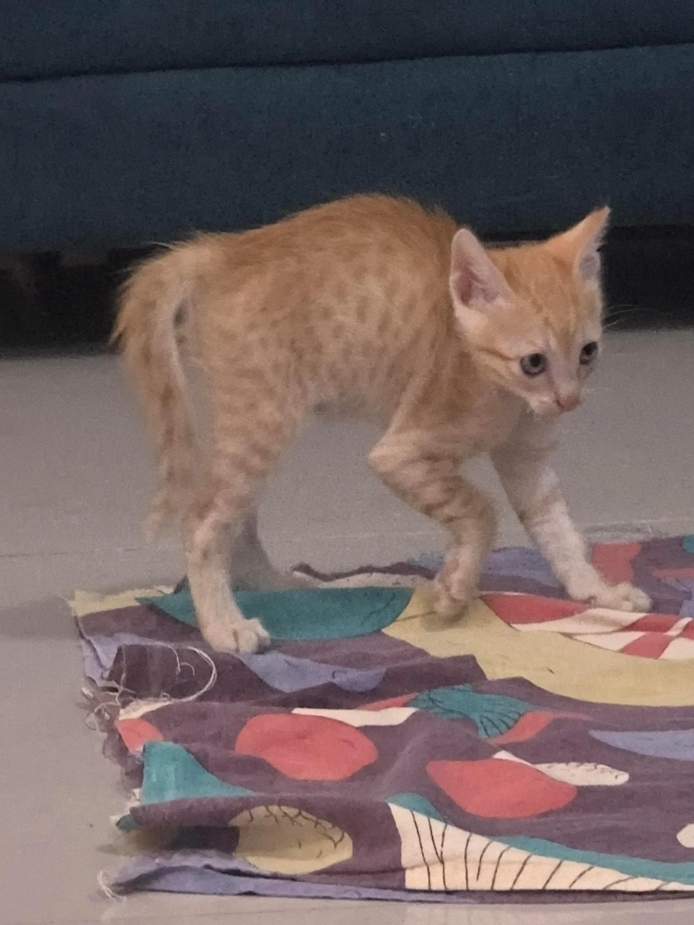 Santra and Mirchi, a Two-Month-Old Kitten Pair Rescued From Rubble in Pune