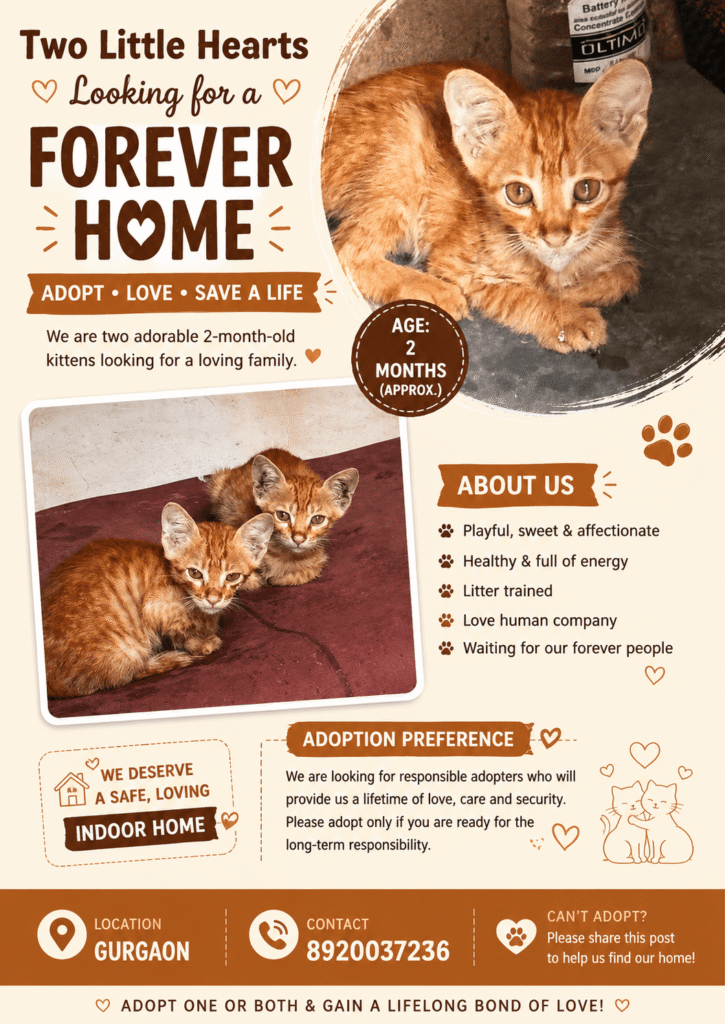 Adoption Needed - pet in Delhi NCR