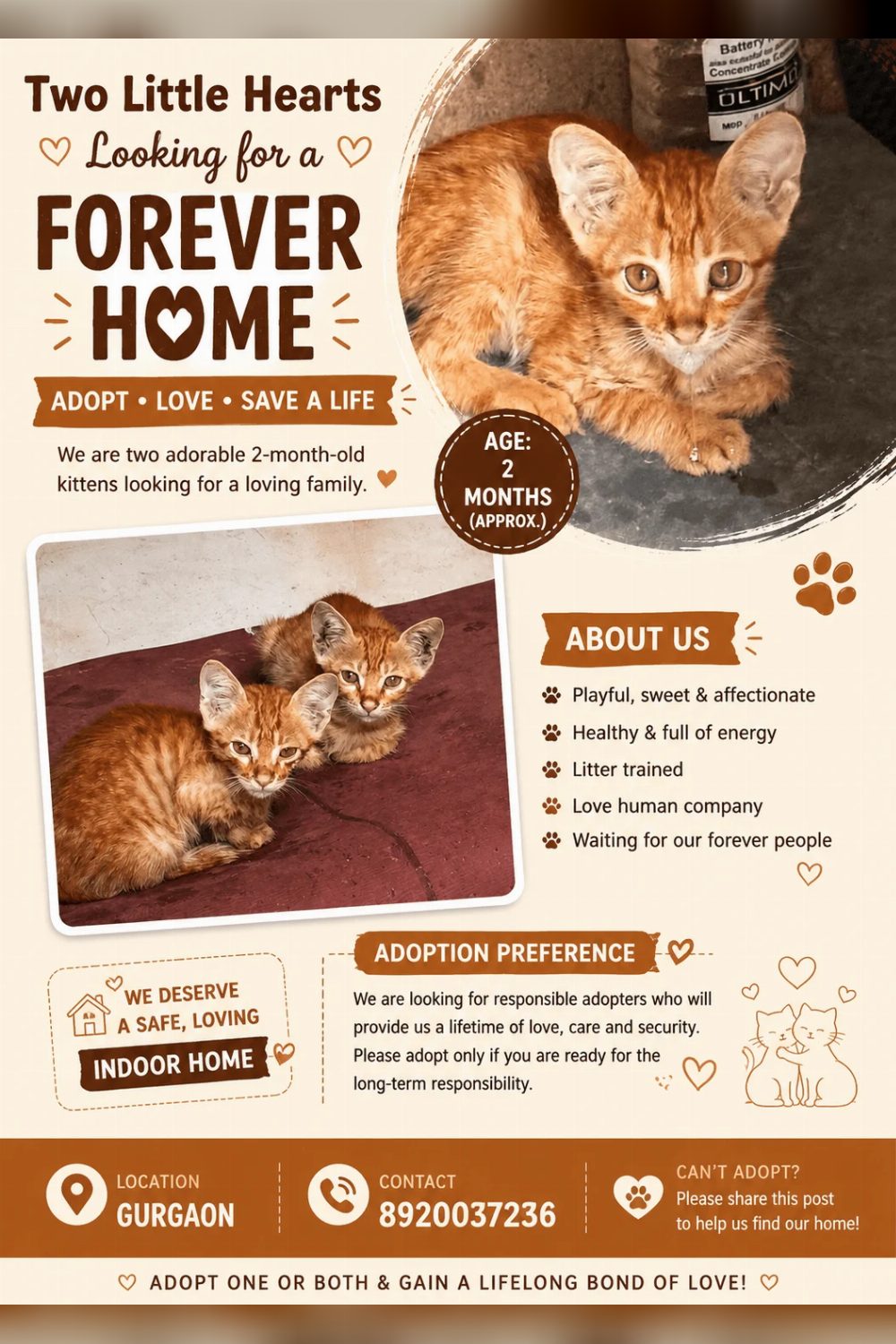 Two Kittens in Gurgaon Need a Home — Delhi NCR