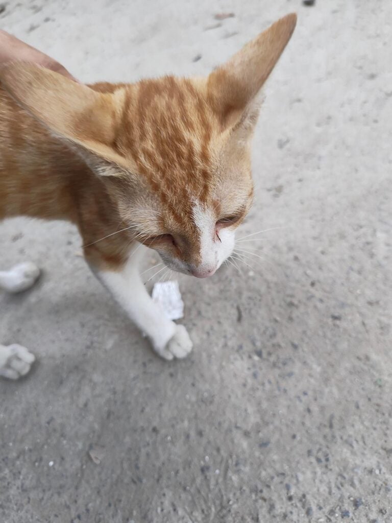 3-4 month old male ginger kitten up for urgent adoption in Delhi