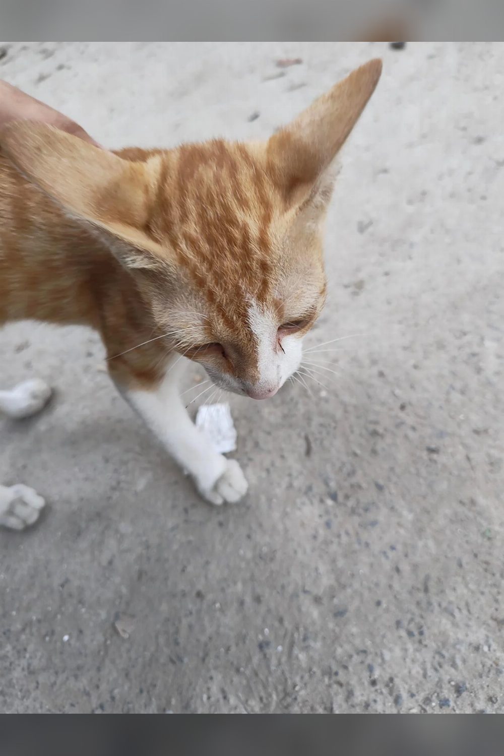 Urgent Adoption: 3-4 Month Old Male Ginger Kitten — Delhi NCR