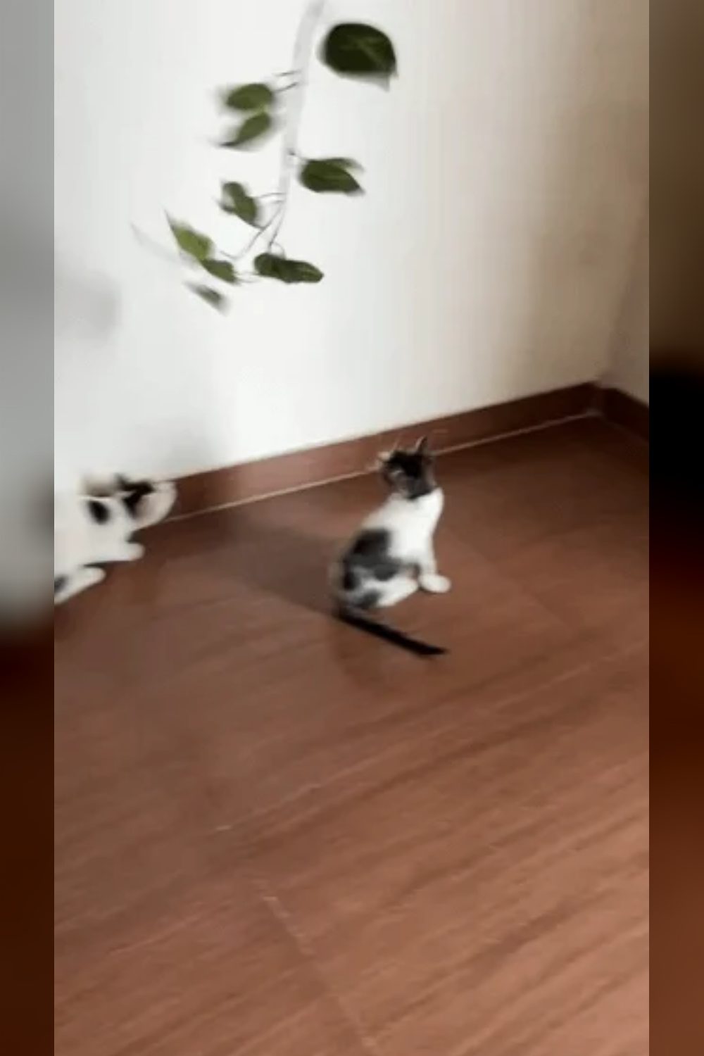 Nacho and Tuco Need a Home Together — Pune