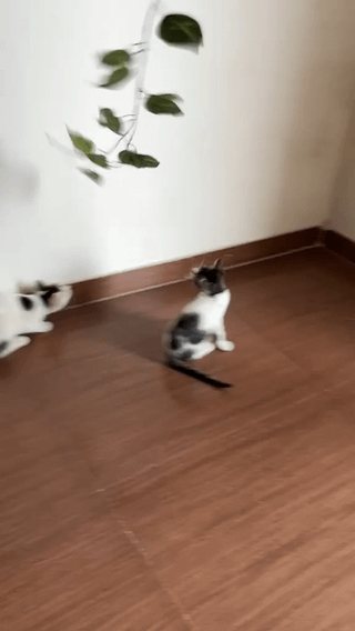 Two kittens playing on a wood floor near a hanging plant in Kharadi, Pune.